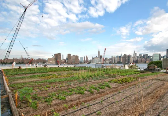 nyc-rooftop-garden.jpg?w=550&h=381