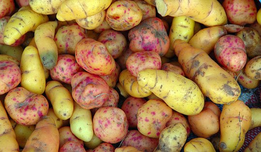 oca.jpg