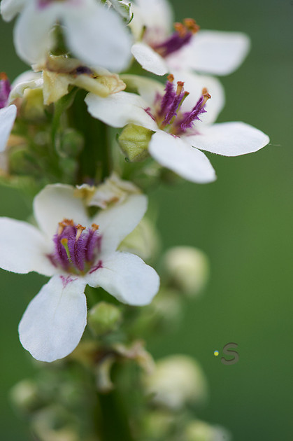 p104409813-4.jpg