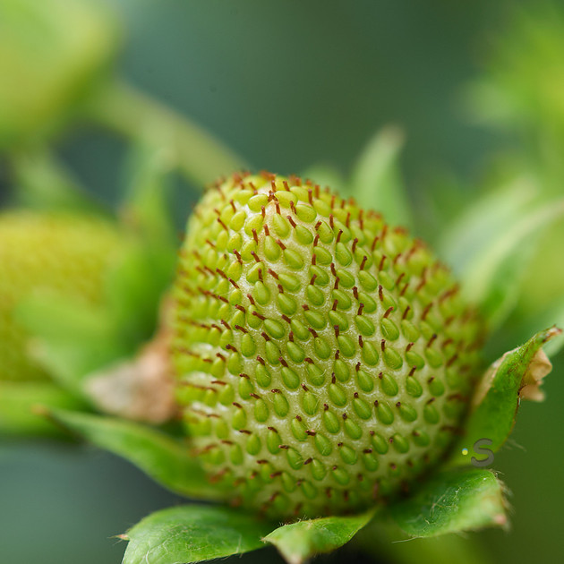 p235660413-4.jpg