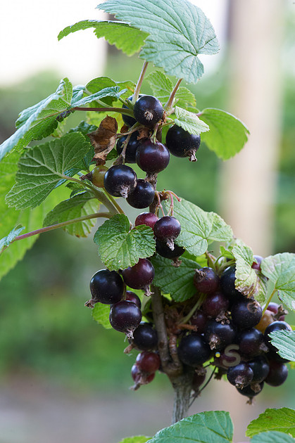 p86525948-4.jpg