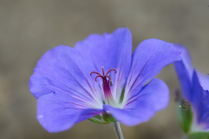 p931370458-4.jpg