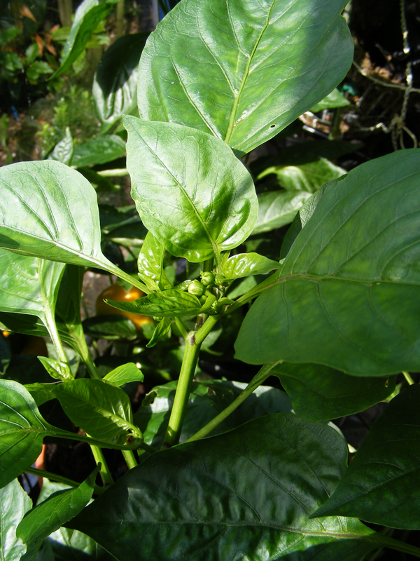 paprika-5-tweede-start.jpg