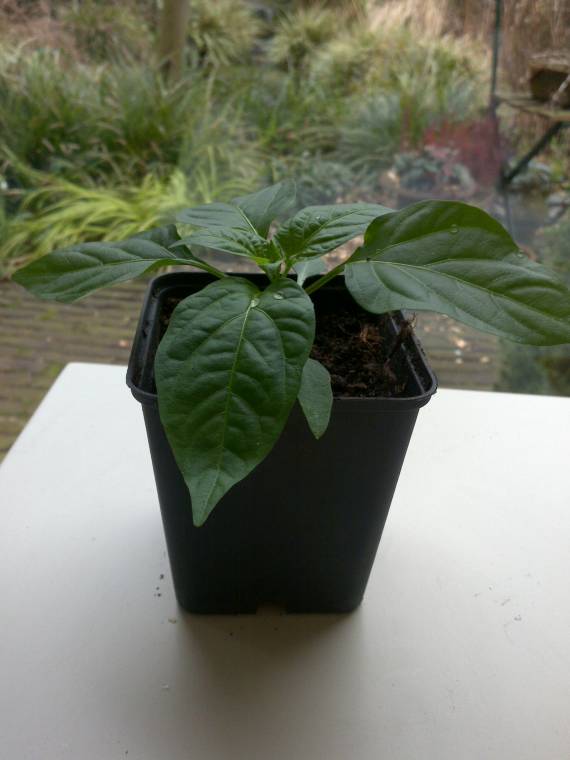 paprika-res.jpg