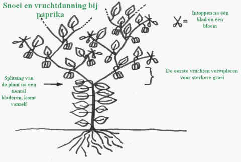 paprikagewasonderhoud.htm_txt_paprikasnoei_cmp.jpg
