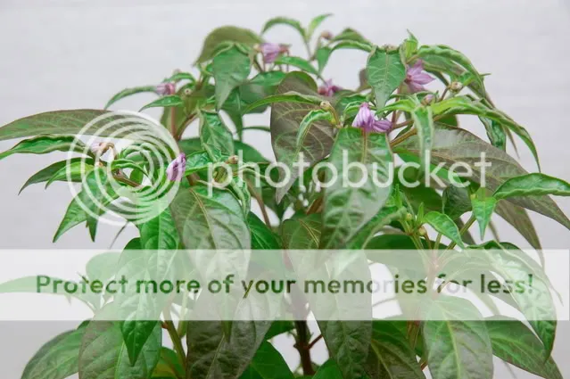 peperfotosfeb2012025.jpg