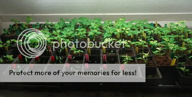 peperfotosfeb2012027.jpg