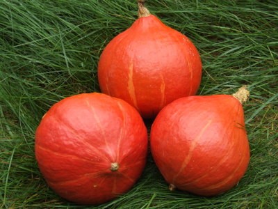 red+kuri2.JPG