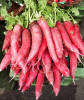 rettich_rood.jpg