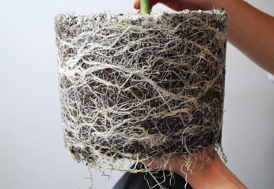 Pot voor slimmerikken - CNNBS.nl