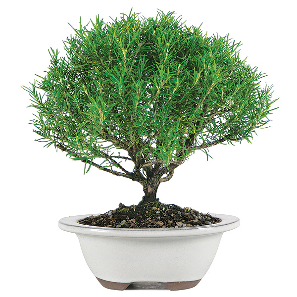 Rosemary Bonsai Care