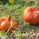 Rouge Vif d'Étampes