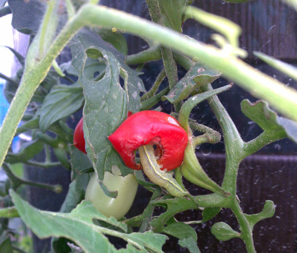 rups-eet-tomaat-gaatje.jpg
