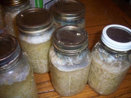 sauerkraut.JPG
