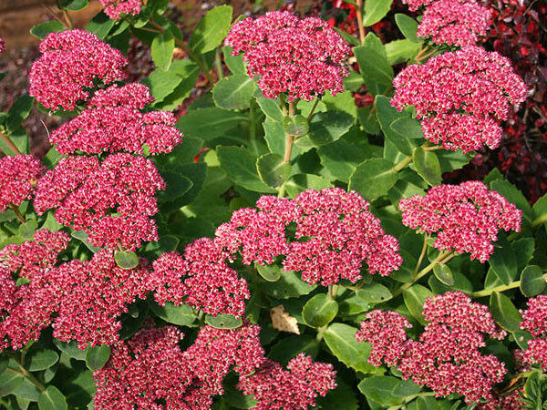 sedum_telephium_herbstfreude_2.jpg?w=600&h=450