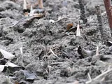 th_P1000116_zpsjpiaduz4.jpg