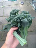th_image_6.jpg