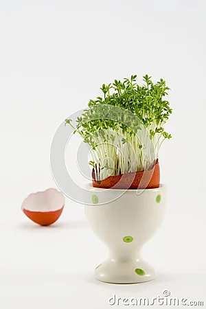 the-egg-with-growing-cress-thumb4548610.jpg