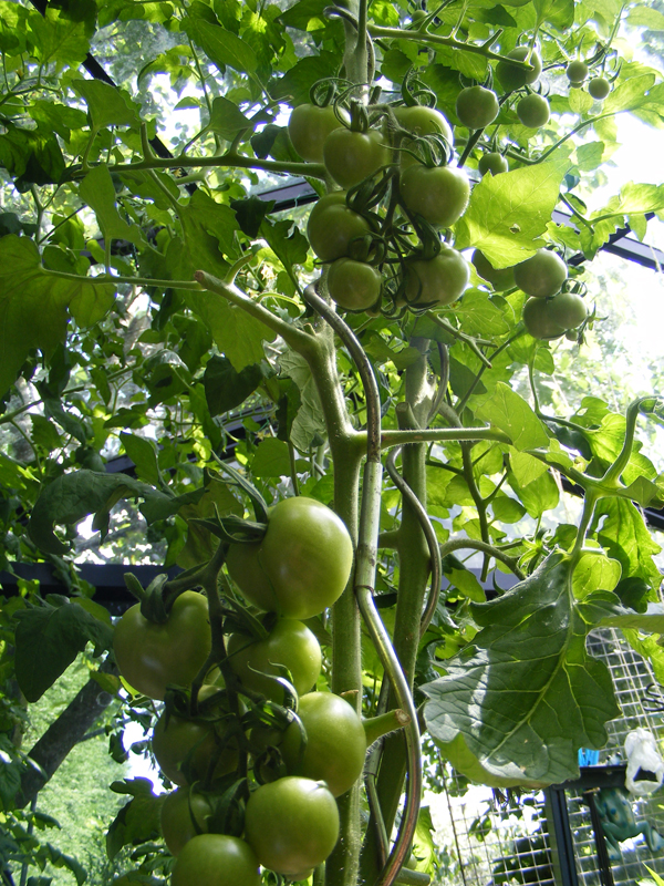 tomaten-4-bijna-klaar.jpg