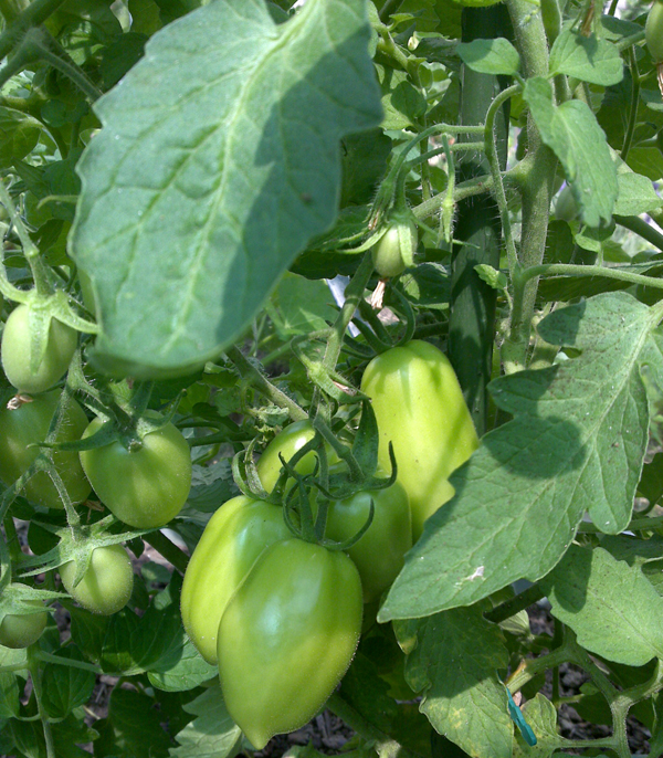 tomaten-5-randyf1-vol.jpg