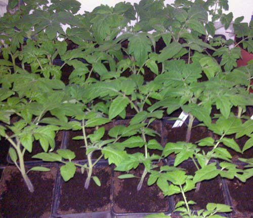 tomaten1.jpg