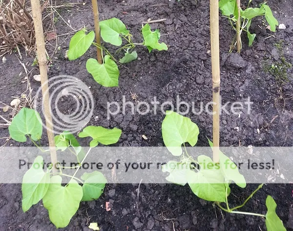 tuin003_zps71e36ed1.jpg
