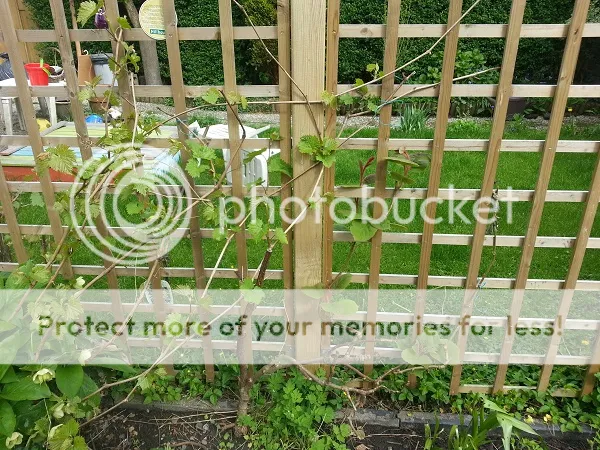 tuin007_zps3c14fcdf.jpg