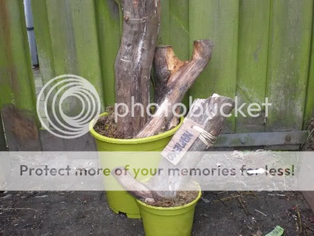 tuin008.jpg