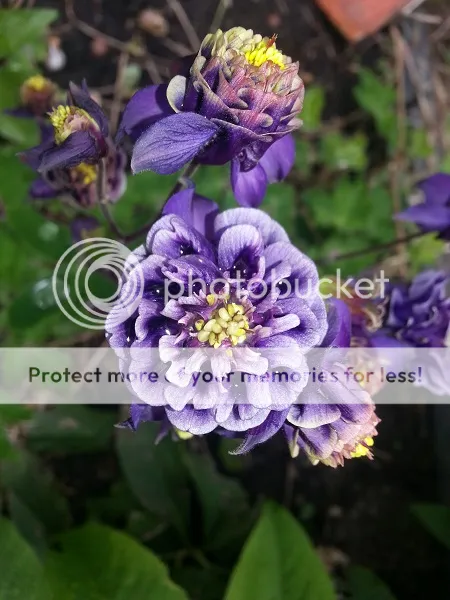 tuin015_zpsb7543006.jpg