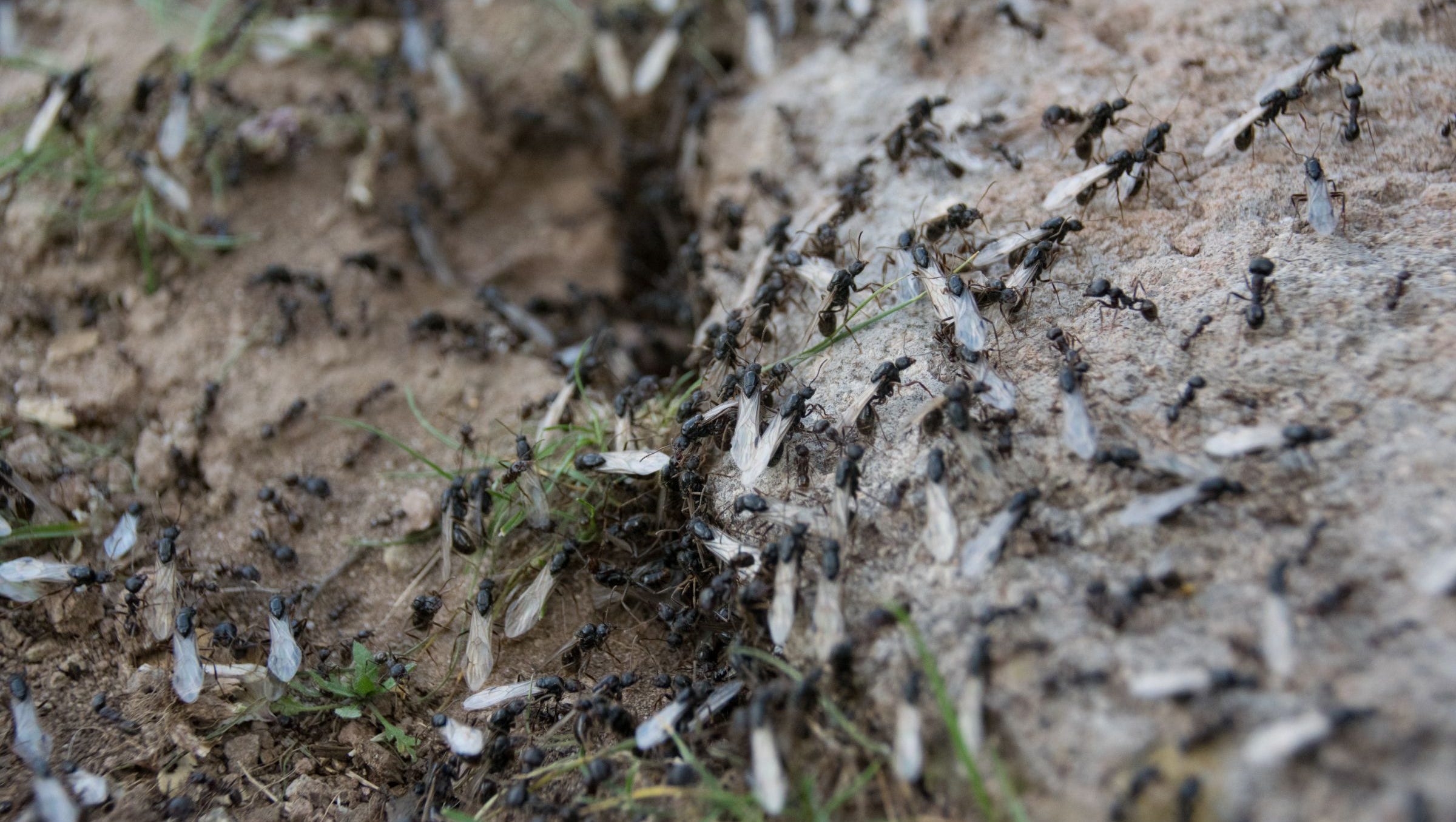 Waar komen al die vliegende mieren opeens vandaan?