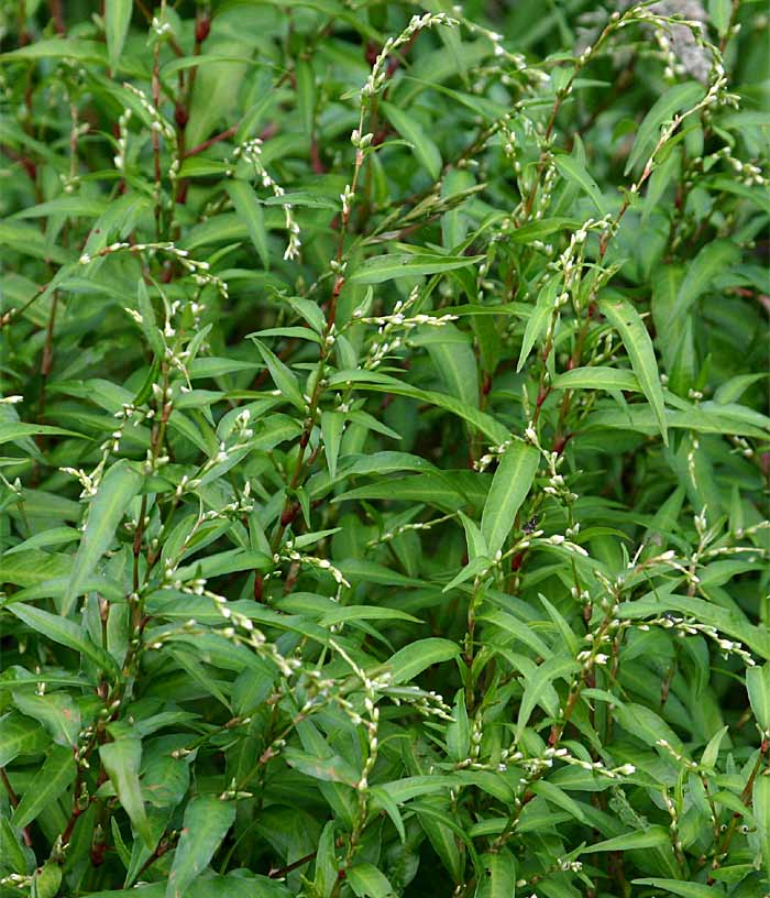 waterpeper-090805-082.jpg