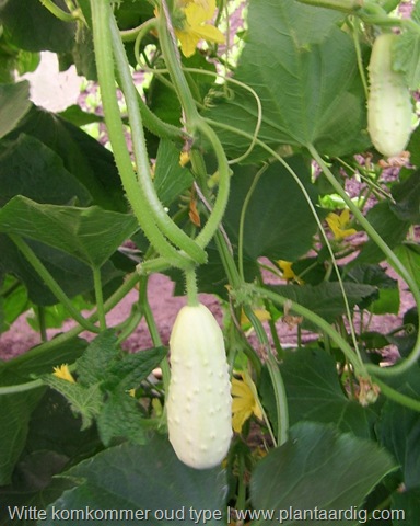 wittekomkommervrucht.jpg