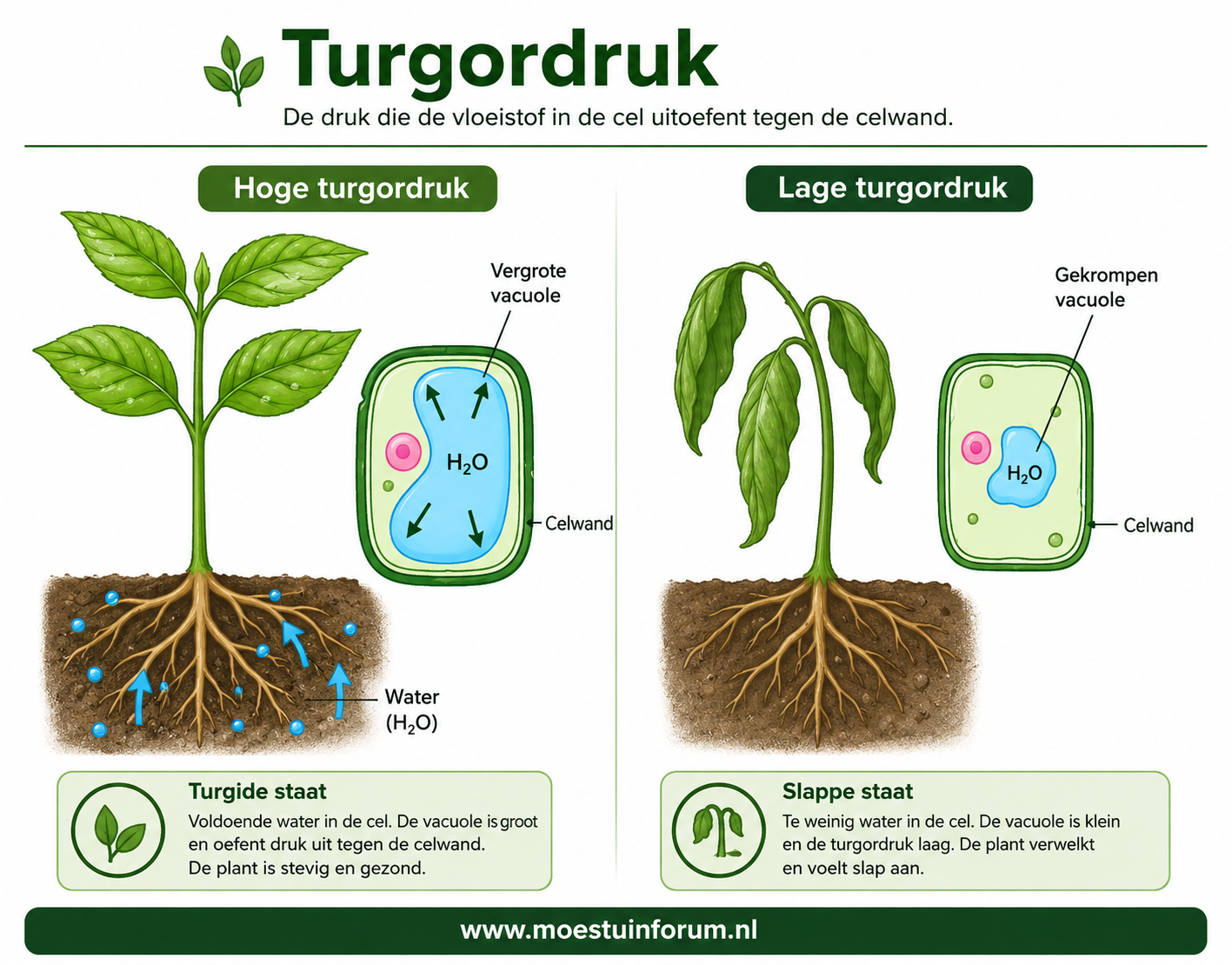 Tugordruk_02.png