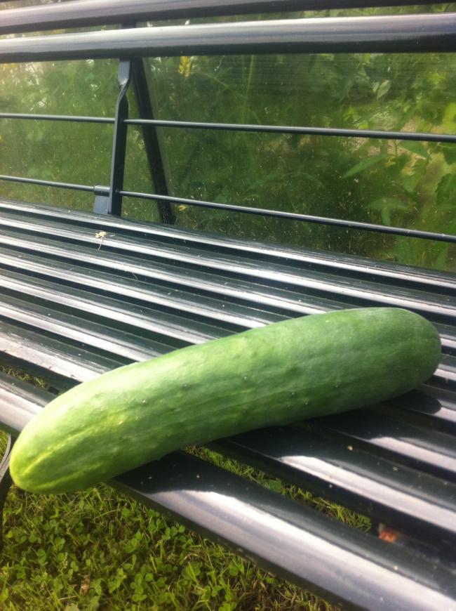 022-1e-komkommer63681372787617.JPG