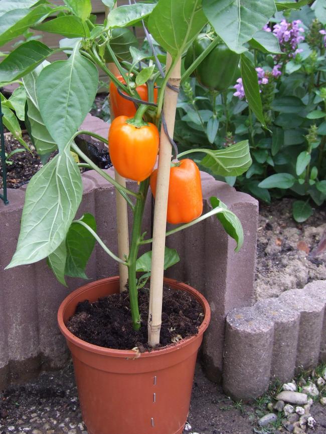 063-paprikaplantje74121373650519.JPG