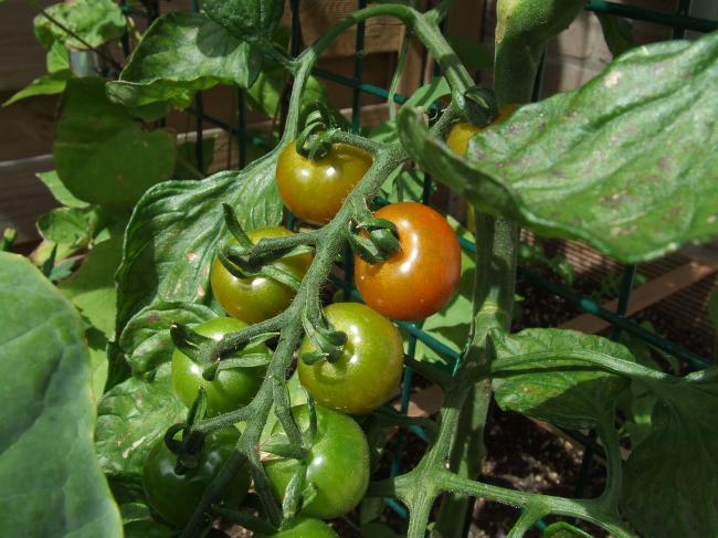 071-kersentomaatjes-beginnend-te-kleuren59291375337288.JPG
