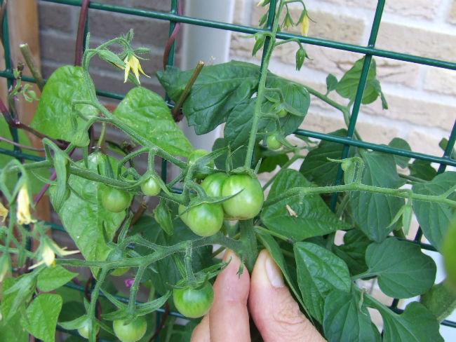 079-Een-dubbele-kersentomaat38821376069092.JPG
