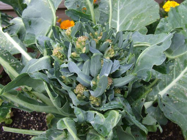 088-Bloemkool-Veronica-139481378630863.JPG