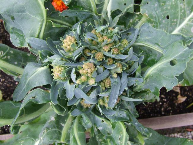 089-Bloemkool-Veronica-268131378630858.JPG