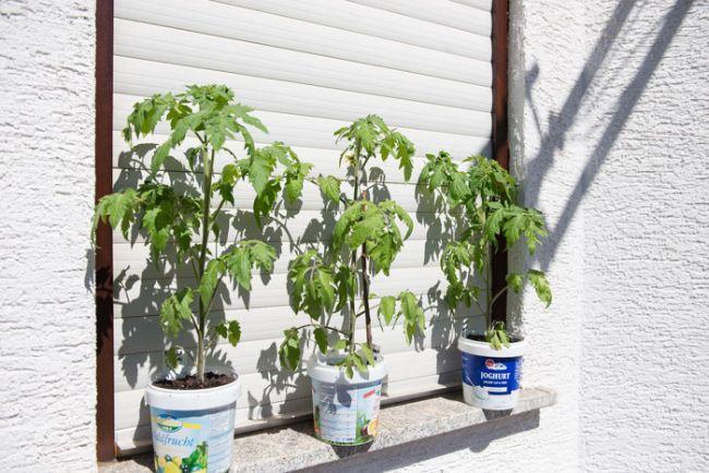 10tomaten12751495020134.jpg