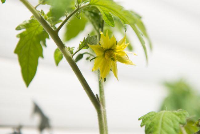 11tomatenbloembk60821495020143.jpg