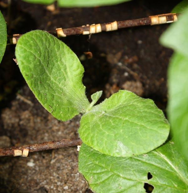 120613pompocloseup59381371041073.jpg