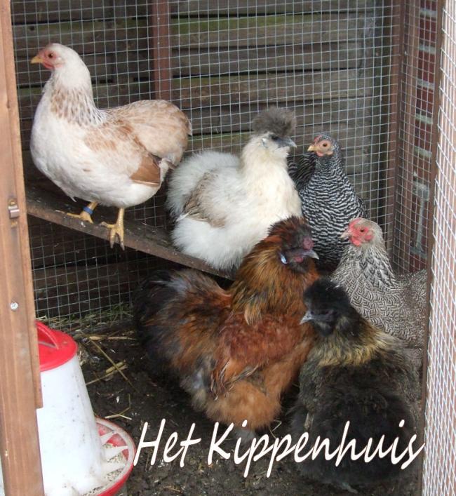 121214-hetkippenhuis15011368800857.jpg