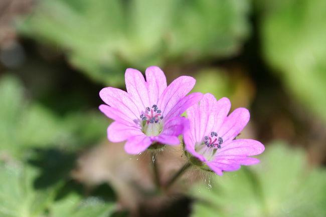 1280px-Geraniummolle-02xndr41961399848278.jpg