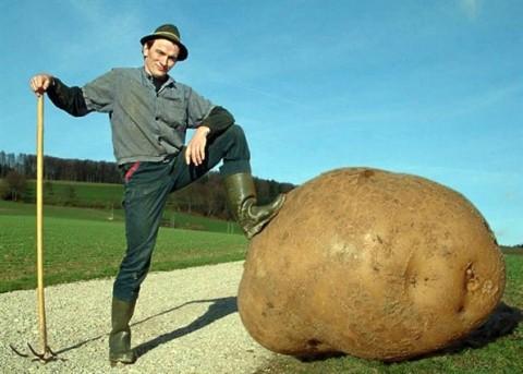 1449huge-potato-480x34354821342340901.jpg