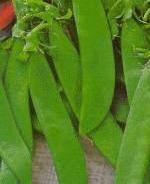 15-zaden-van-mangetout-peultjes-2829818936141378582812.jpg