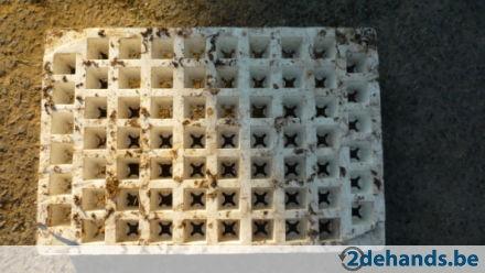 163314876-gratis-635-trayplaten-stekplaten43741392741944.jpg