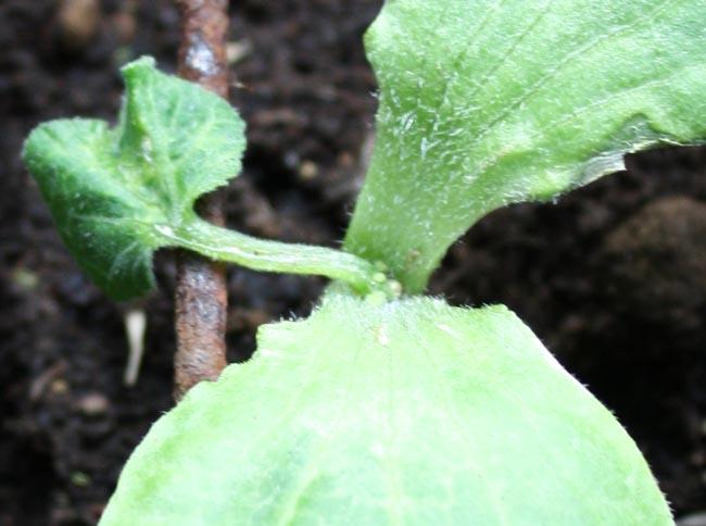 170613pompohartcloseup67381371494798.jpg