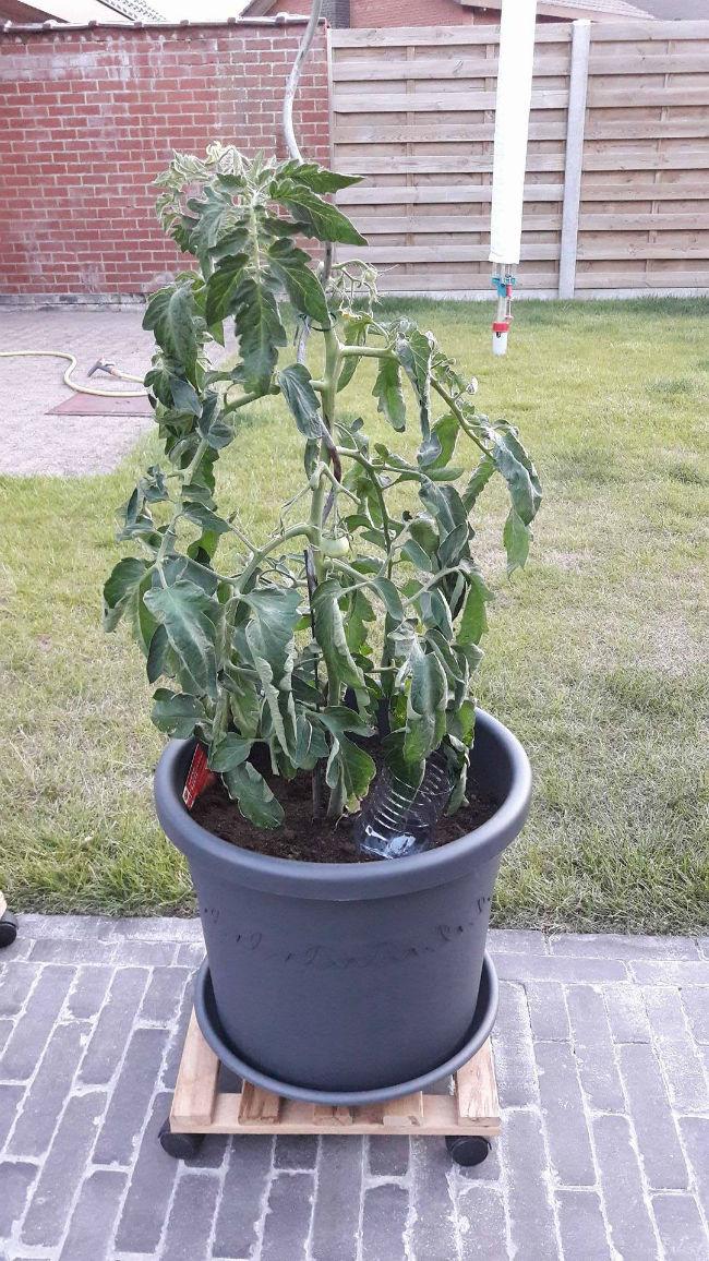 Tomaten kweken - Groente - Moestuin