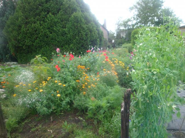 1a-bloemen-tuin12221342266469.JPG
